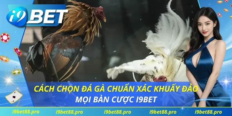 Cách Chọn Đá Gà