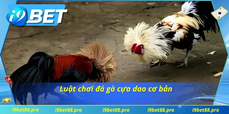 Trò chơi đá gà này có quy tắc và luật chơi rõ ràng